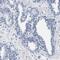 Leucine Rich Repeats And WD Repeat Domain Containing 1 antibody, PA5-54380, Invitrogen Antibodies, Immunohistochemistry frozen image 