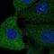 Sterol Regulatory Element Binding Transcription Factor 1 antibody, NBP2-76535, Novus Biologicals, Immunofluorescence image 