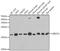 Ubiquitin Conjugating Enzyme E2 V1 antibody, A6316, ABclonal Technology, Western Blot image 