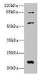 Pyrin And HIN Domain Family Member 1 antibody, LS-C399127, Lifespan Biosciences, Western Blot image 