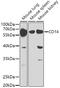 CD14 antibody, GTX32497, GeneTex, Western Blot image 