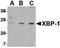 X-Box Binding Protein 1 antibody, LS-B1437, Lifespan Biosciences, Western Blot image 