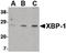 X-box-binding protein 1 antibody, LS-B1437, Lifespan Biosciences, Western Blot image 