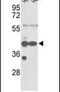 Phosphoglycerate Kinase 1 antibody, PA5-13973, Invitrogen Antibodies, Western Blot image 