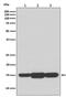 GABA Type A Receptor Associated Protein Like 2 antibody, M01927, Boster Biological Technology, Western Blot image 