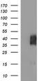 B And T Lymphocyte Associated antibody, LS-C787803, Lifespan Biosciences, Western Blot image 