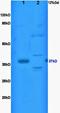 Cathepsin B antibody, orb10249, Biorbyt, Western Blot image 