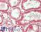 ZFP36 Ring Finger Protein Like 1 antibody, LS-B13593, Lifespan Biosciences, Immunohistochemistry paraffin image 