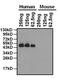 Apolipoprotein A1 antibody, GTX15660, GeneTex, Western Blot image 