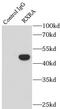 Retinoid X Receptor Alpha antibody, FNab07542, FineTest, Immunoprecipitation image 