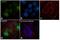 Cyclin D1 antibody, MA1-39546, Invitrogen Antibodies, Immunofluorescence image 