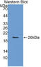 Lymphotoxin Alpha antibody, LS-C314415, Lifespan Biosciences, Western Blot image 