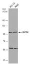BICD Cargo Adaptor 2 antibody, MA5-27825, Invitrogen Antibodies, Western Blot image 