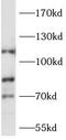 Mindbomb E3 Ubiquitin Protein Ligase 2 antibody, FNab05175, FineTest, Western Blot image 