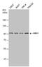 Nibrin antibody, MA1-23265, Invitrogen Antibodies, Western Blot image 