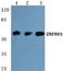 MYC Associated Zinc Finger Protein antibody, A05631, Boster Biological Technology, Western Blot image 