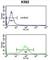 RAB7A, Member RAS Oncogene Family antibody, abx034052, Abbexa, Western Blot image 