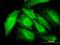 Ring Finger Protein 14 antibody, H00009604-M01, Novus Biologicals, Immunofluorescence image 