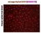 CD207 Molecule antibody, DDX0370P-100, Novus Biologicals, Immunofluorescence image 