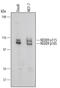 Neural Precursor Cell Expressed, Developmentally Down-Regulated 9 antibody, AF5459, R&D Systems, Western Blot image 