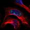 Paired Like Homeodomain 1 antibody, NBP1-88644, Novus Biologicals, Immunofluorescence image 