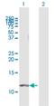 G Protein Subunit Gamma 11 antibody, H00002791-B01P, Novus Biologicals, Western Blot image 