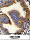 Cyclin B1 antibody, 55-627, ProSci, Immunohistochemistry frozen image 
