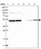 DNA Polymerase Delta 2, Accessory Subunit antibody, NBP1-90925, Novus Biologicals, Immunohistochemistry frozen image 