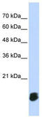 Glutaredoxin 5 antibody, TA345025, Origene, Western Blot image 