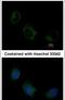 Eukaryotic Translation Initiation Factor 3 Subunit F antibody, PA5-27585, Invitrogen Antibodies, Immunofluorescence image 