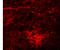 Signal Induced Proliferation Associated 1 Like 3 antibody, 5495, ProSci, Immunofluorescence image 