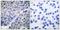 Synaptotagmin 1 antibody, PA5-38075, Invitrogen Antibodies, Immunohistochemistry frozen image 