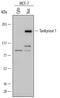 Tankyrase-1 antibody, AF7116, R&D Systems, Western Blot image 