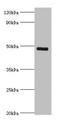 Ik1 antibody, LS-C375992, Lifespan Biosciences, Western Blot image 