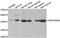 Serpin Family B Member 9 antibody, STJ28476, St John