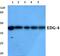 Lysophosphatidic Acid Receptor 2 antibody, PA5-75349, Invitrogen Antibodies, Western Blot image 