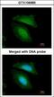 Basic Leucine Zipper And W2 Domains 2 antibody, GTX106985, GeneTex, Immunofluorescence image 