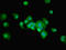 RUN And SH3 Domain Containing 1 antibody, LS-C379546, Lifespan Biosciences, Immunofluorescence image 