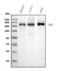 Ubiquitin Protein Ligase E3 Component N-Recognin 2 antibody, M05812, Boster Biological Technology, Western Blot image 
