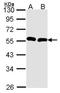 Growth Differentiation Factor 2 antibody, NBP1-31151, Novus Biologicals, Western Blot image 