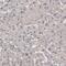 Grainyhead Like Transcription Factor 2 antibody, NBP2-61634, Novus Biologicals, Immunohistochemistry paraffin image 