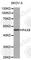 Paired Box 8 antibody, A1009, ABclonal Technology, Western Blot image 