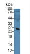 Microfibril Associated Protein 5 antibody, LS-C295364, Lifespan Biosciences, Western Blot image 