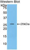 Gap Junction Protein Alpha 1 antibody, LS-C293522, Lifespan Biosciences, Western Blot image 