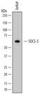 Suppressor Of Cytokine Signaling 5 antibody, MAB4796, R&D Systems, Western Blot image 