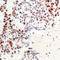 Activating Transcription Factor 2 antibody, LS-C358915, Lifespan Biosciences, Immunohistochemistry frozen image 