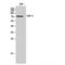 Solute Carrier Family 9 Member A6 antibody, LS-C384879, Lifespan Biosciences, Western Blot image 