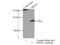 Peroxiredoxin 6 antibody, 13585-1-AP, Proteintech Group, Immunoprecipitation image 