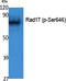 RAD17 Checkpoint Clamp Loader Component antibody, A02159S646, Boster Biological Technology, Western Blot image 