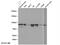 Inner Membrane Mitochondrial Protein antibody, 10179-1-AP, Proteintech Group, Western Blot image 